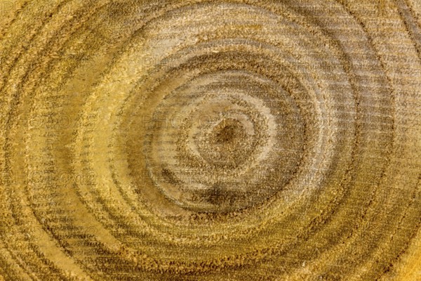A small tree trunk in a close-up. Grain of wood Austria