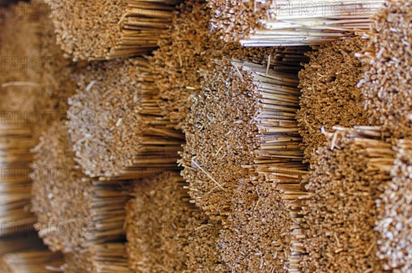 Processing of reed for thatching