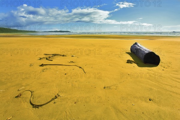 Ocean coast on island Vancouver, logs and seaweed