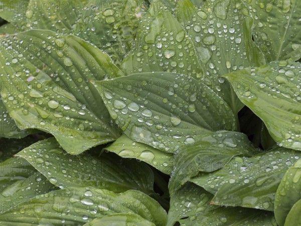 Water droplets on lily funkia