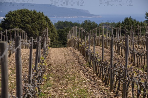 Cap de Barbaria wineries Formentera, Pitiusas Islands, Balearic Community, Spain