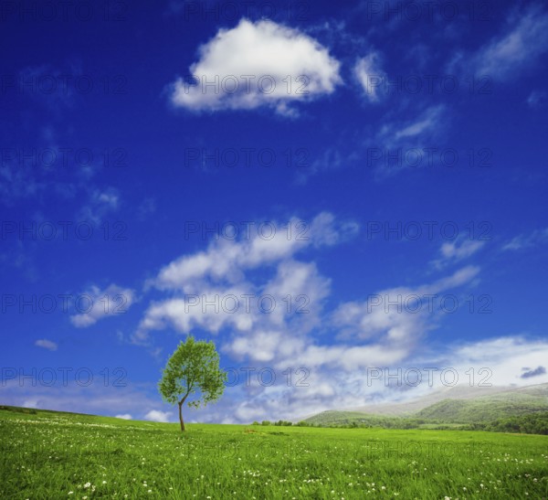 One tree in green meadows over blue sky