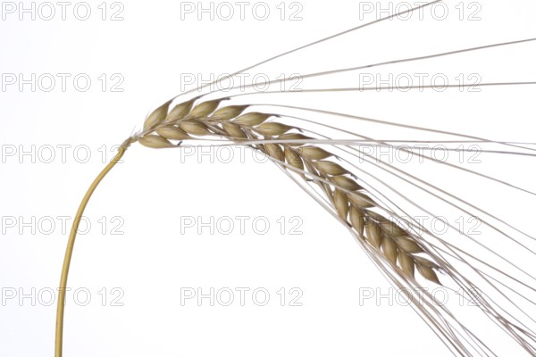 Single wheat plants on a white background