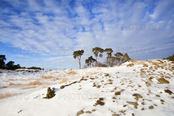 Pine trees on snow hill over blue sky, Gelderland