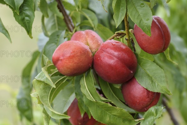 Nectarine (Prunus persica SUPER CRIMSON), Baum- und Rebschule Schreiber KG, Poysdorf, Lower Austria, Austria