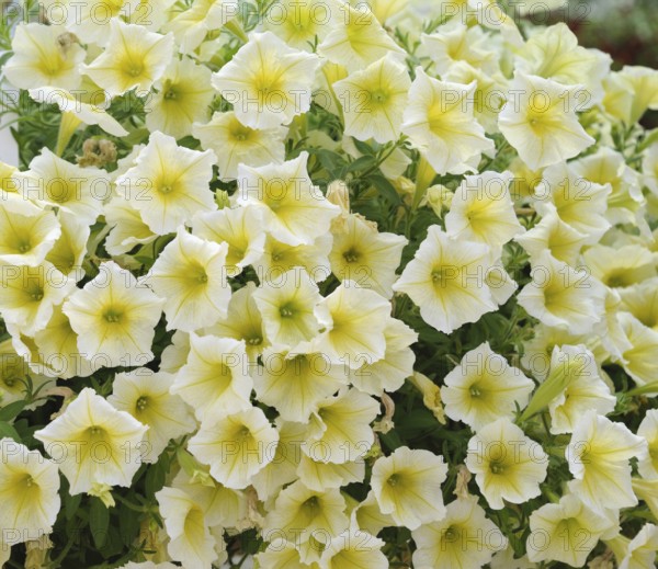 Petunia (Petunia HAPPYTOONIA Yellow)