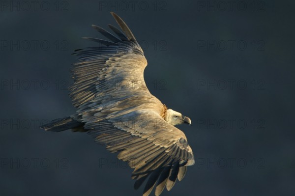 Griffon Vulture, Eurasian Griffon Vulture, Griffon Vulture, Eurasian Griffon, (Gyps fulvu), Vautour fauve, Buitre Leonado, aerial view, Hides De Calera Valley Hide, Calera Y Chozas, Castilla La Mancha Toledo, Spain