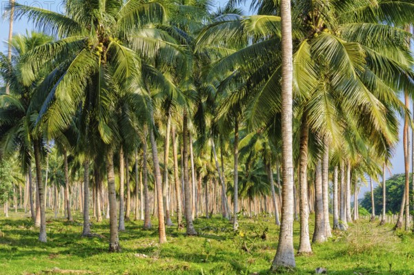 Coconut palm tree plantation, Espiritu Santo, Vanuatu