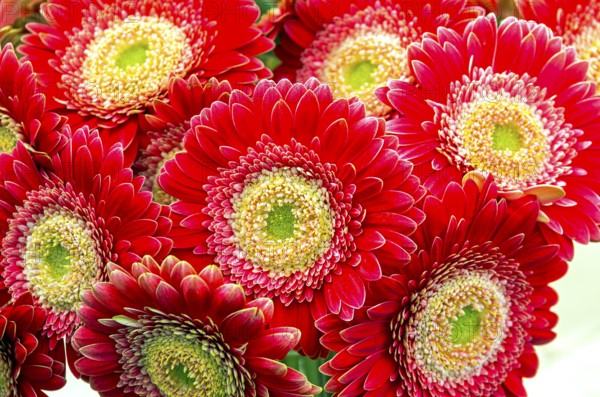 Bouquet of beautiful bright red gerberas