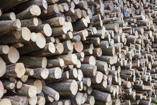 Pile of beech wood, Germany
