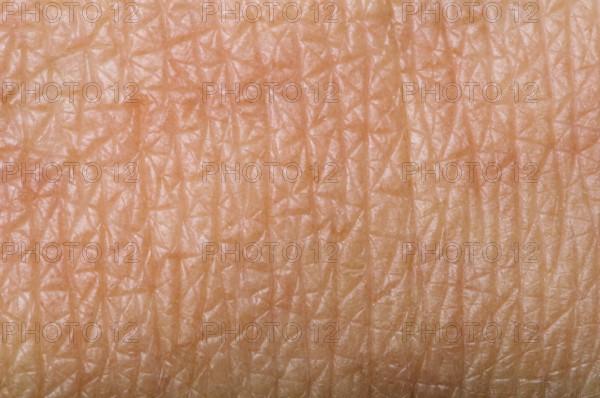 Human skin close up. Structure of Skin