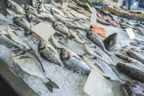 Fish on ice in the market. Greece, Athens, Piraeus