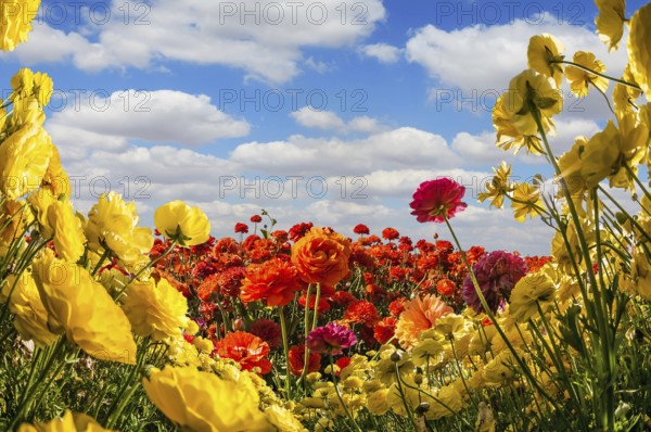 The southern warm sun illuminates the flower fields of red and yellow garden buttercups- ranunculus. Wind drives cumulus clouds. Collage. Concept of rural tourism