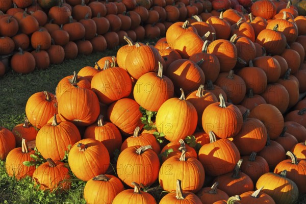 Autumn holiday. Gorgeous mature orange pumpkin picturesque piles spread out on the grass. Sunset warm light illuminates all