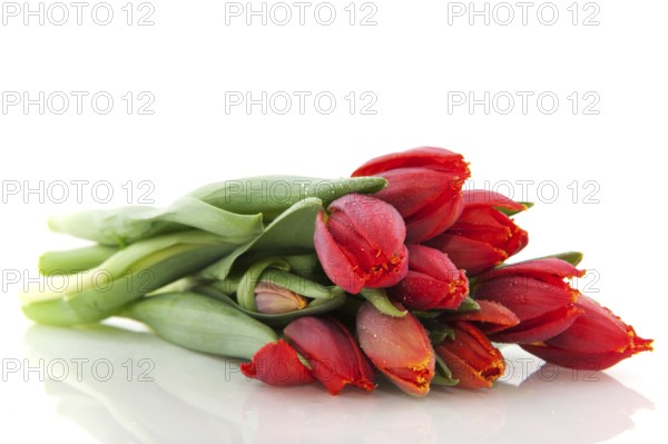 Bouquet of red tulips isolated over white