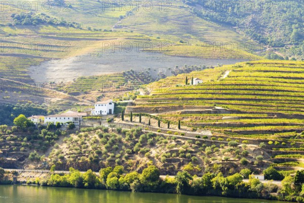 Douro Valley and Douro River on Sunny Day. Green Hills with Vineyards, Farms and Terraces. Portugal. Grape Harvest Season