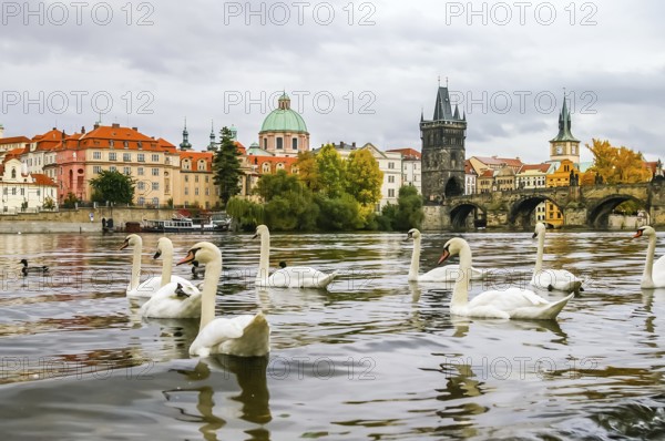 Swans and ducks on Vltava river near Charles Bridge in Prague, Czech Republic