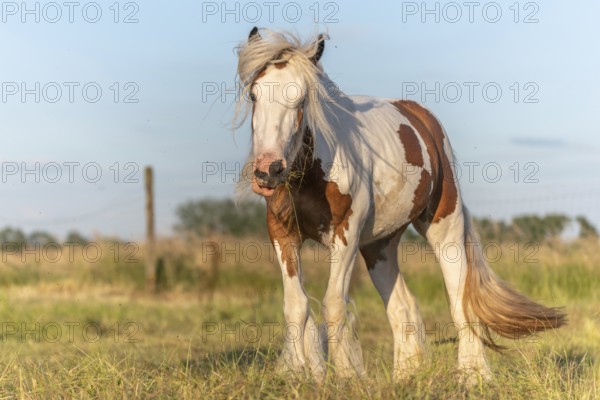 Irish cob horse hampered by flies in a pasture. Alsace, France
