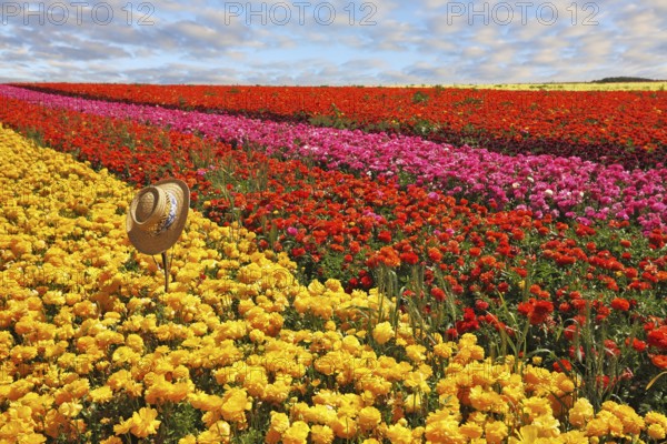 Fashionable ladies' straw hat left on the field of flowers. Field belongs to the farm-growing buttercups for export