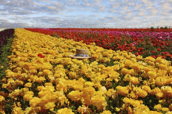 Fashionable ladies' straw hat left on the field of flowers. Field belongs to the farm-growing buttercups for export