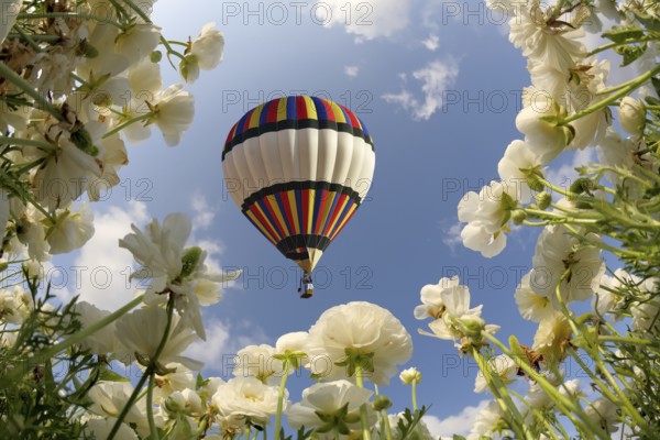 Picturesque field of white buttercups spring in the south. Big balloon flies over field of flowering