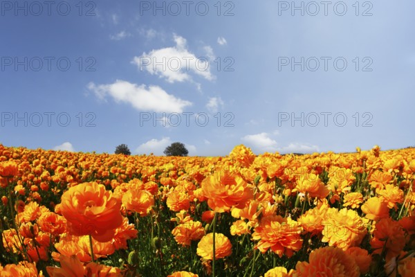 Magnificent field of orange buttercups on a sunset