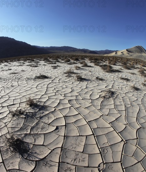 Dawn in Death Valley. Dry brush on white cracked soil. Rhotograph Fisheye lens