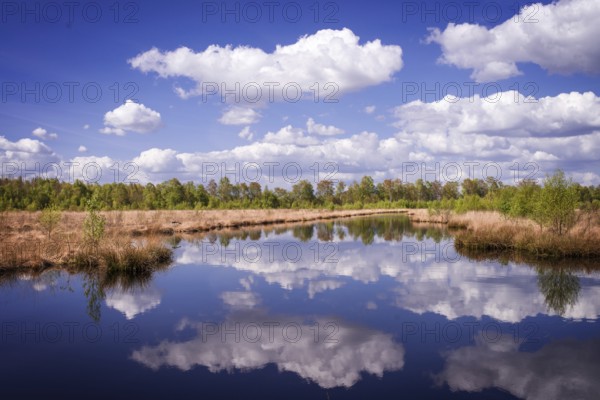 Moor landscape