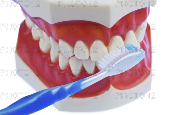 A dental model with a toothbrush while brushing teeth. Brushing your teeth prevents tooth decay. Austria