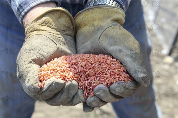 Seeding in Saskatchewan drought conditions Agriculture Canada