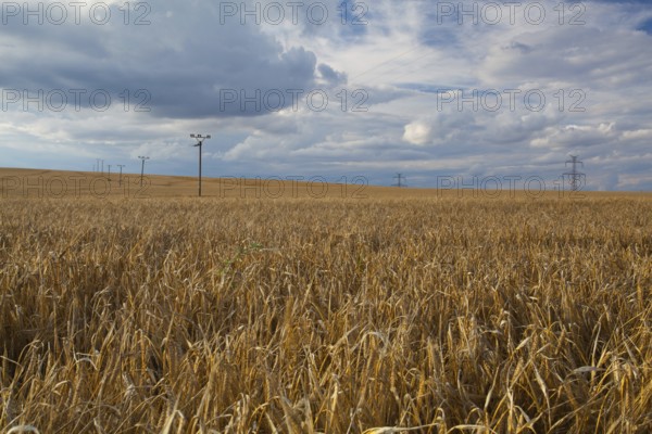 A wheat field almost ready for harvest at sunset