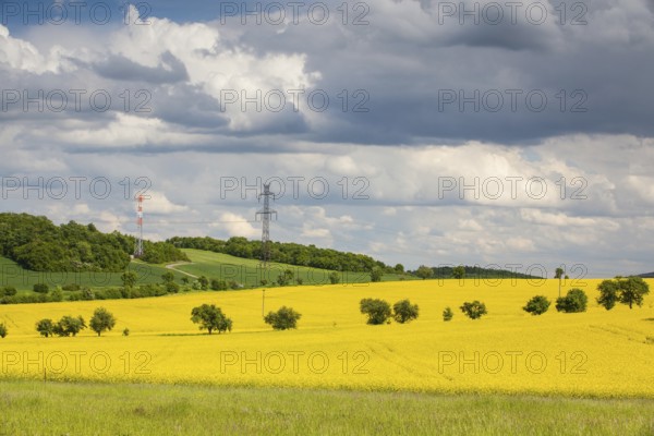 Summer landscape with yellow rape field