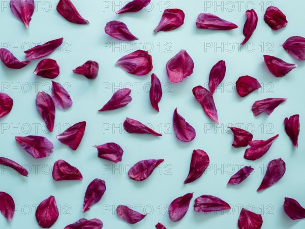 Red burgundy peony petals flat lay on blue background. Flower petals for minimal holiday concept. Creative layout made of flowers leaves. Flat lay pattern