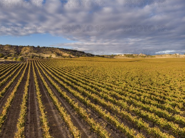 Field of vines, Aranda de Duero, Burgos province, Spain