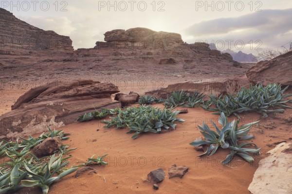 Felsige Formationen in der Wüste Wadi Rum, bewölkter Himmel über rotem Staub und Felsen, Seequillpflanzen Drimia Maritima im Vordergrund