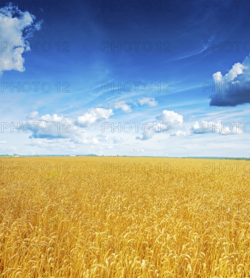 Beatiful view on field of wheat and blue cloudy sky