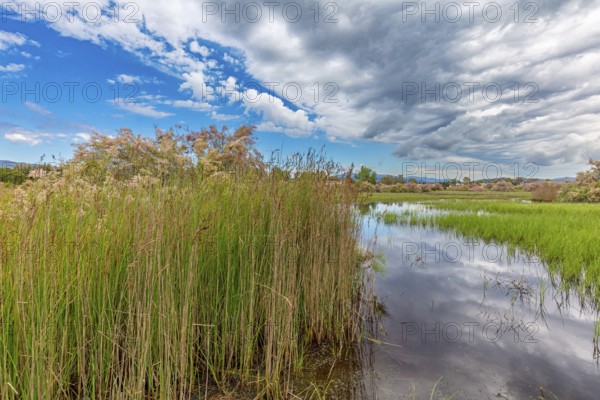 Landscape Greece, island Lesbos, thunderstorm, thunderstorm atmosphere, reed, biotope, water, nature, Lesbos, Greece