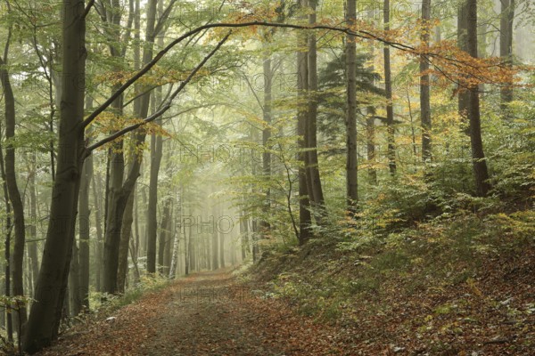 Autumn forest in the fog after a light snowfall, Bischofskoppe Mountain, October, Poland
