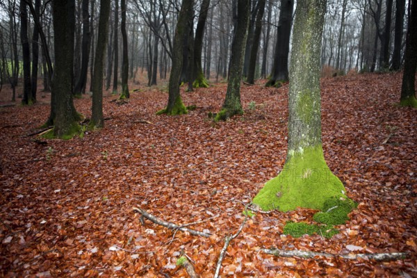 Traumatic forest