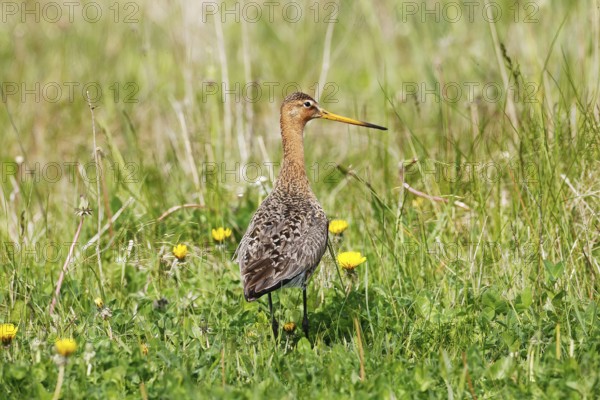 A black-tailed Godwit in the graß, Peninsula Nordstrand, Germany