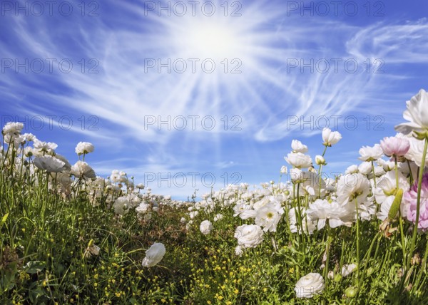 Picturesque fields of blooming large white ranunculus - buttercups. Hot sun and light clouds on a fine spring day. The concept of botanical, environmental and photo tourism