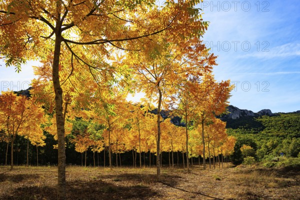 Beautiful autumn grove pierced by the sun's rays. Picturesque Basque country. Way from San Sebastian to Tolosa. Lush colors of autumn