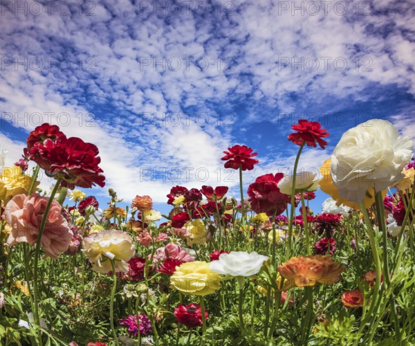 Spring holiday greeting postcard. Multi-colored buttercups sway from the spring wind. Blooming kibbutz field under a blue spring sky. The concept of active, ecological and photo tourism