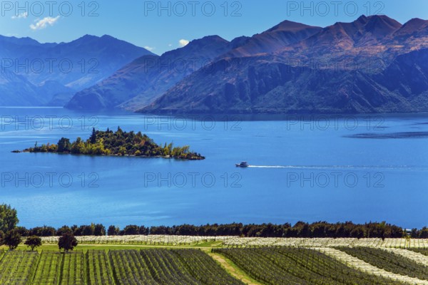 Adorable little island in the Lake Wanaka. Greeting postcard. Picturesque vineyard descends down to the water. New Zealand, South Island. The concept of ecological and photo tourism