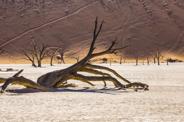 Dry lake surrounded by orange dunes. Morning long shadows of dry trees. Travel to Namibia, Namib-Naukluft National Park
