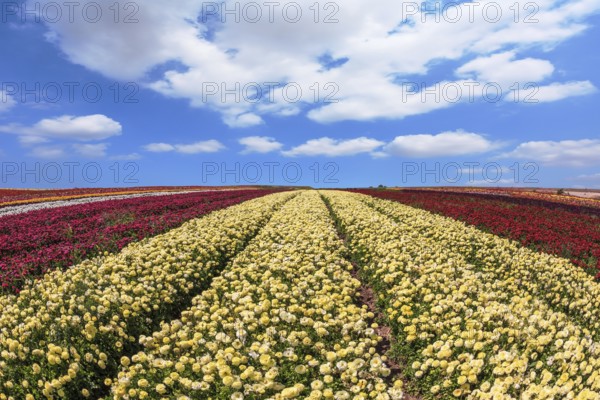 Beautiful spring day on a farm on cultivation of buttercups - ranunculus. Large field of yellow and red flowers