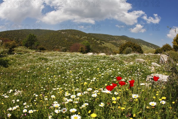 Hilly landscape. Spring at southern coast of Mediterranean sea