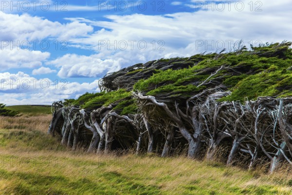 Great trip to New Zealand. Scenic South Island on a cloudy windy day. Frequent hurricane wind from Antarctica has formed a horizontal forest. The concept of exotic, active and phototourism