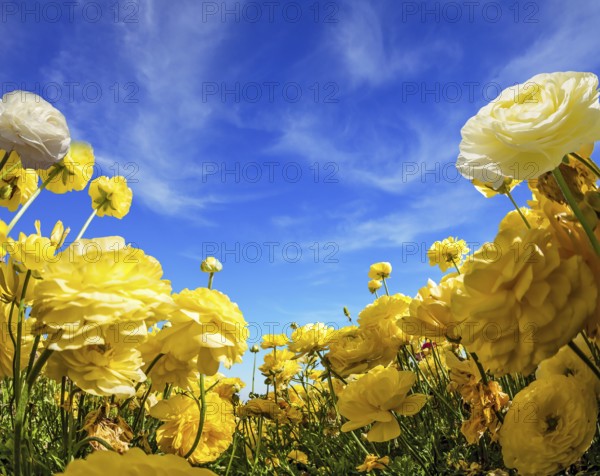 Warm day in May. Light clouds in the blue sky. Large yellow garden ranunculus - buttercups bloom on a farm field. Concept of ecological, rural and photographic tourism