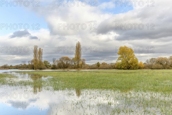 Flooded meadow after heavy rains. Autumn landscape. Bas-Rhin, Collectivite europeenne d'Alsace, Grand Est, France